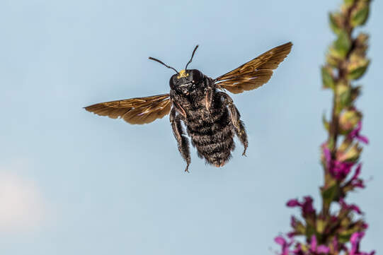 Die Blaue Holzbiene, die bis zu drei Zentimeter gross wird, gehört in der Schweiz zu den Insekten, die als gefährdet eingestuft sind. Foto: Herwig Winter / Wikimedia