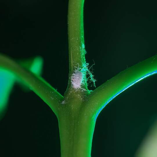 Schmierlaus (Foto: MisterD91, Wikimedia Commons)