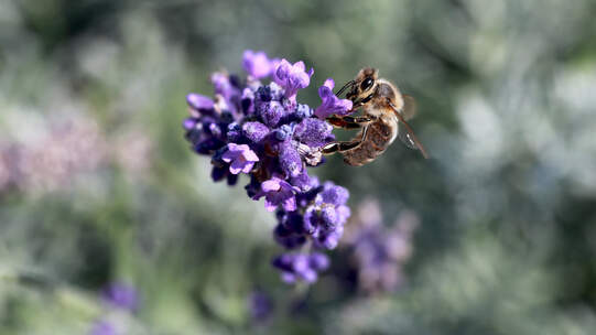 Die Schweiz ist in der Förderung der Biodiversität keine Musterschülerin. Foto: Leandra Jordi