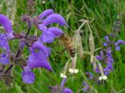 Nützlingsstreifen teils positiv für Wildbienen