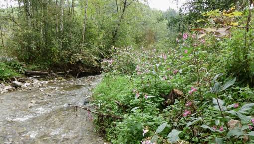 Largement répandue en Suisse, la balsamine est une espèce envahissante qui peut avoir un impact sur les écosystèmes aquatiques avoisinants. Photo: Florian Altermatt/Eawag