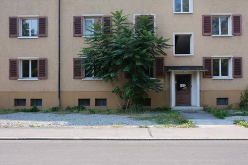 Ein zweijähriger Götterbaum macht sich im selben Quartier an der Fassade eines Wohnhauses breit. Seine Äste wachsen jährlich bis zu fünf Meter. Foto: Urs Rüttimann