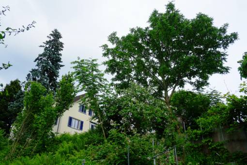 In 14 Jahren wuchs dieser Götterbaum auf eine Höhe von rund 15 Meter. Er vermehrt sich mit rasantem Tempo mit Stockausschlag, wie der neue Baum vorne links zeigt. Foto: Urs Rüttimann