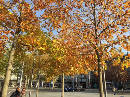 Les arbres sur la place de l’Opéra à Zurich sont répertoriés dans le cadastre. Il s’agit de
chênes rouges et de féviers d’Amérique sans épines, deux espèces d’Amérique du Nord. Photo: Peter Longatti