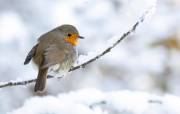 Rotkehlchen wird Vogel des Jahres 2025