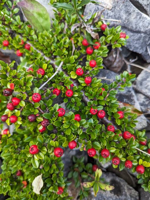 verbotener invasiver Neophyt: Fächer-Steinmispel (Cotoneaster horizontalis). 
Foto: Wikimedia / Sam Thomas