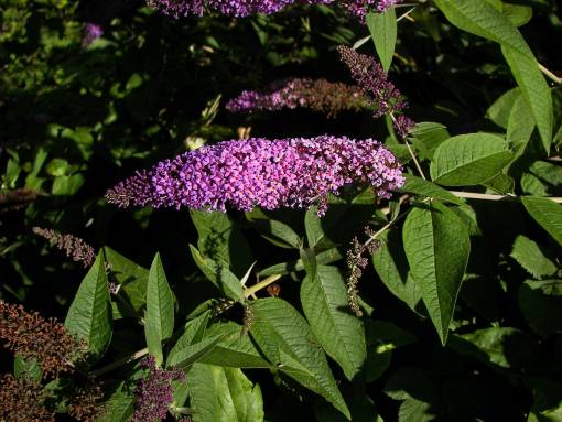 Sommerflieder (Buddleja davidii). 
Foto: Wikimedia / Willow