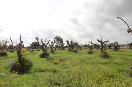 Durch Xylella fastidiosa zerstörte Olivenbäume.­ Das Bakterium wurde Anfang 2013 nach Südeuropa eingeschleppt, die Schweiz gilt noch als befallsfrei. 